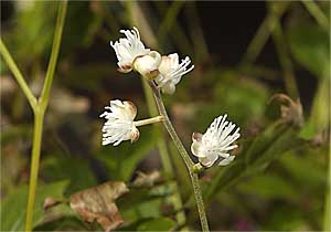 種から育てる山野草 サラシナショウマ