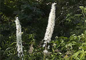 種から育てる山野草 サラシナショウマ